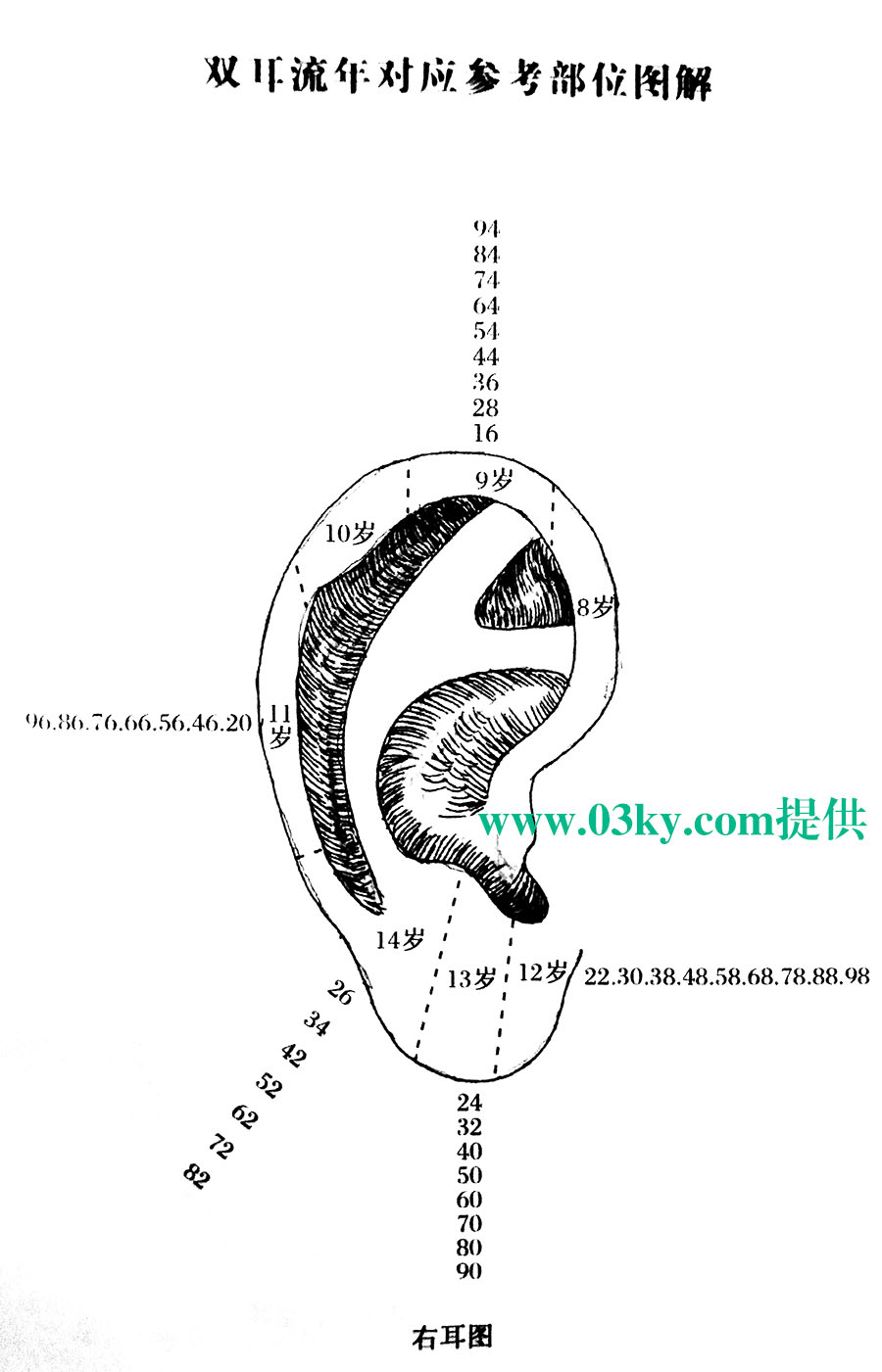 骆驼相法(论耳）左耳代表1-7岁、右耳代表8-15岁