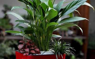 室内放什么植物风水最好 家里适合摆放的植物